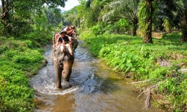 Jízda na slonech v pralese - Koh Lanta