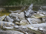 crocodile_farm.jpg