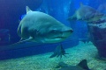 siam-ocean-world-sharks.jpg