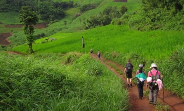 Jungle Trekking Mae Tang - Chiang Mai