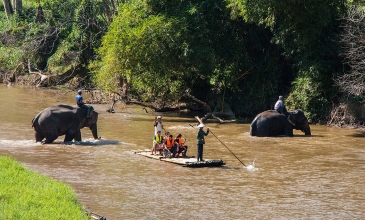 Slonní safari - Chiang Mai