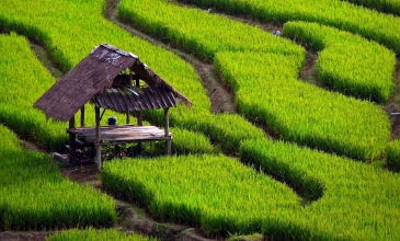 Chiang Mai