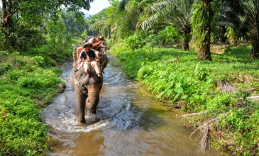 Jízda na slonech - Krabi