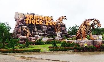 Sriracha Tiger ZOO