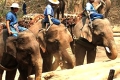 Chiang Mai, sloni při práci
