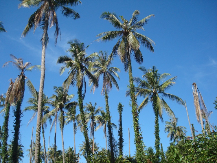 Koh Maak, Thajsko